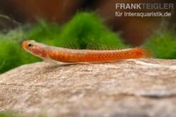 Smaragdgrundel, Stiphodon Surrufus, 1 Paar -Flossen Freunde Smaragdgrundel Stiphodon surrufus 3