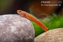 Smaragdgrundel, Stiphodon Surrufus, 1 Paar -Flossen Freunde Smaragdgrundel Stiphodon surrufus 4