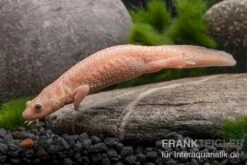 Spanischer Albino-Rippenmolch, Pleurodeles Waltl Albino 12 Spanischer Albino-Rippenmolch, Pleurodeles Waltl Albino -Flossen Freunde Spanischer Albino Rippenmolch Pleurodeles waltl albino 3