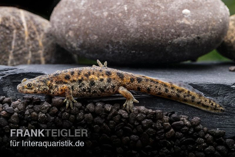 Spanischer Rippenmolch, Pleurodeles Waltl 1 Spanischer Rippenmolch, Pleurodeles Waltl