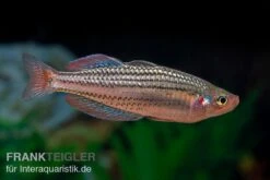 Starche-Creek-Regenbogenfisch, Melanotaenia Maccullochi "Starche Creek", 5 Tiere -Flossen Freunde Starche Creek Regenbogenfisch Melanotaenia maccullochi Starche Creek 3