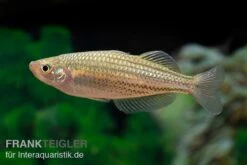 Starche-Creek-Regenbogenfisch, Melanotaenia Maccullochi "Starche Creek", 5 Tiere -Flossen Freunde Starche Creek Regenbogenfisch Melanotaenia maccullochi Starche Creek 4