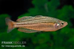 Starche-Creek-Regenbogenfisch, Melanotaenia Maccullochi "Starche Creek", 5 Tiere -Flossen Freunde Starche Creek Regenbogenfisch Melanotaenia maccullochi Starche Creek 5