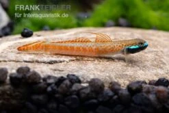 Annieae-Grundel, Stiphodon Annieae, 1 Paar 10 Annieae-Grundel, Stiphodon Annieae, 1 Paar -Flossen Freunde Stiphodon annieae 18