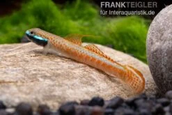 Annieae-Grundel, Stiphodon Annieae, 1 Paar 11 Annieae-Grundel, Stiphodon Annieae, 1 Paar -Flossen Freunde Stiphodon annieae 19