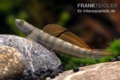 Orangeflossen-Grundel, Stiphodon Maculidorsalis, 1 Paar -Flossen Freunde Stiphodon maculidorsalis 7