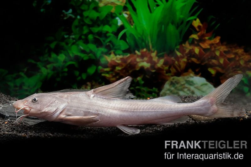 Süßwasserhai, Hemiarius Stormii 1 Süßwasserhai, Hemiarius Stormii