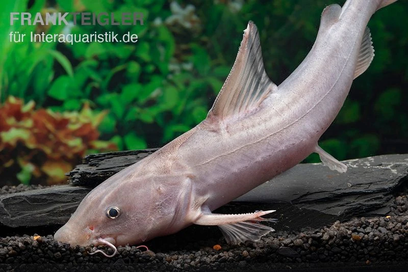 Süßwasserhai, Hemiarius Stormii 2 Süßwasserhai, Hemiarius Stormii – Bild 2