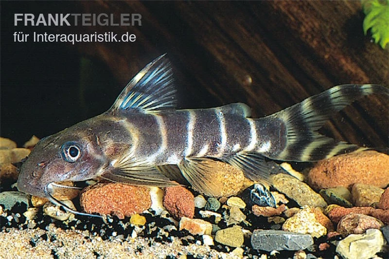 Brichards Fiederbartwels, Synodontis Brichardi 2 Brichards Fiederbartwels, Synodontis Brichardi – Bild 2