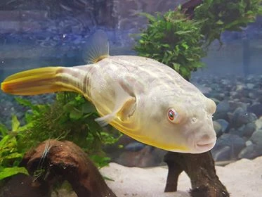 Nilkugelfisch, Tetraodon Fahaka (lineatus) 3 Nilkugelfisch, Tetraodon Fahaka (lineatus) – Bild 3