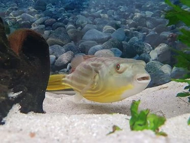 Nilkugelfisch, Tetraodon Fahaka (lineatus) 5 Nilkugelfisch, Tetraodon Fahaka (lineatus) – Bild 5