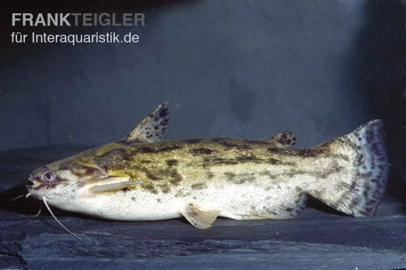 Wurzelwels, Trachelyopterus Galeatus 1 Wurzelwels, Trachelyopterus Galeatus