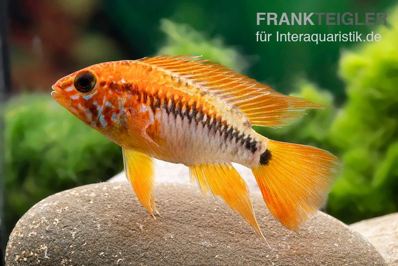 Villavicencio-Buntbarsch, Apistogramma Macmasteri, Paarweise 1 Villavicencio-Buntbarsch, Apistogramma Macmasteri, Paarweise