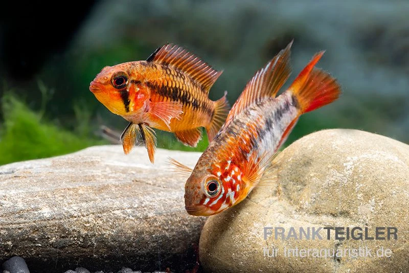 Villavicencio-Zwergbuntbarsch "Red Mask", Apistogramma Macmasteri Red Mask, Paarweise 2 Villavicencio-Zwergbuntbarsch "Red Mask", Apistogramma Macmasteri Red Mask, Paarweise – Bild 2