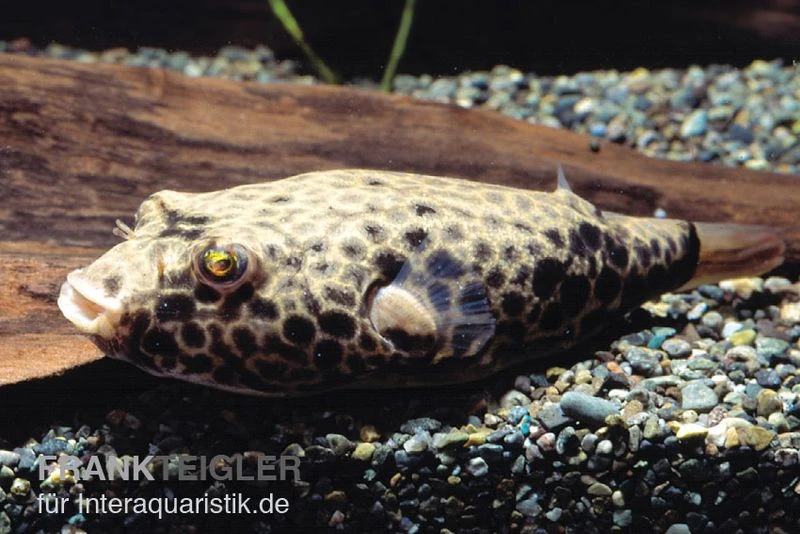 Wabenkugelfisch, Tetraodon Duboisi 1 Wabenkugelfisch, Tetraodon Duboisi