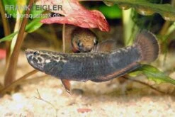 Weißsaum-Zwergkampffisch, Betta Albimarginata 5 Weißsaum-Zwergkampffisch, Betta Albimarginata -Flossen Freunde Weisssaum Zwergkampffisch Betta albimarginata 3