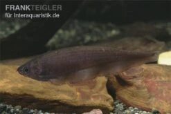 Afrikanischer Messerfisch, Xenomystus Nigri 5 Afrikanischer Messerfisch, Xenomystus Nigri -Flossen Freunde Xenomystus nigri Afrikanischer Messerfisch 1