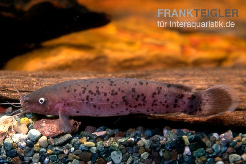 Zitterwels, Malapterurus Electricus 1 Zitterwels, Malapterurus Electricus