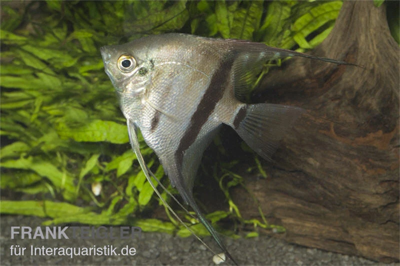 Zweifarbiger Skalar, Pterophyllum Scalare Bicolor, 6-8 Cm 1 Zweifarbiger Skalar, Pterophyllum Scalare Bicolor, 6-8 Cm