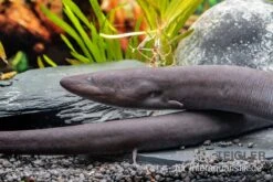 Flossen Freunde -Flossen Freunde Zweizehen Aalmolch Amphiuma means