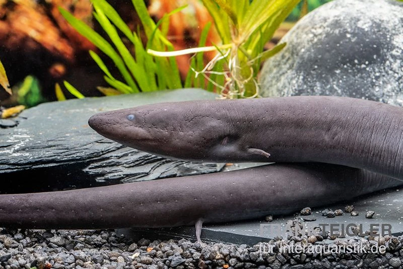 Zweizehen-Aalmolch, Amphiuma Means 2 Zweizehen-Aalmolch, Amphiuma Means – Bild 2