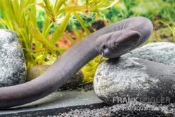 Flossen Freunde 17 Zweizehen-Aalmolch, Amphiuma Means