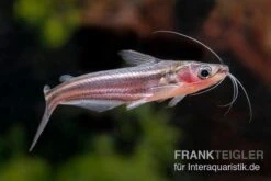 Zwerg-Haiwels, Pseudeutropius Moolenburghae -Flossen Freunde Zwerg Haiwels Pseudeutropius moolenburghae