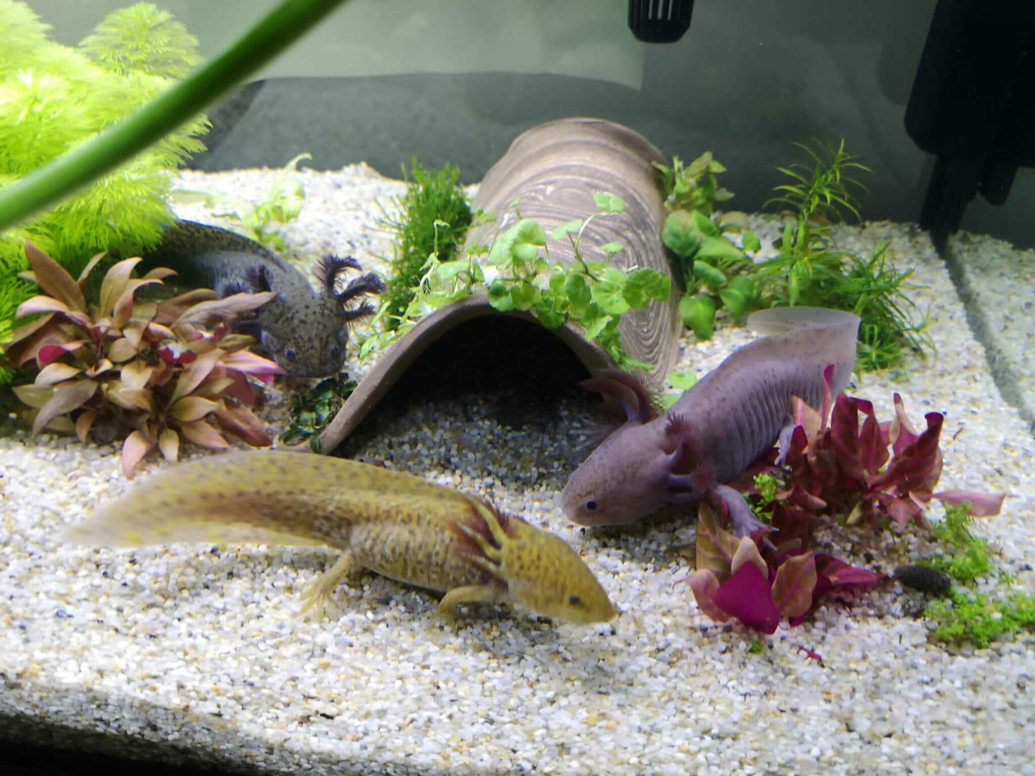 Flossen Freunde -Flossen Freunde 36381300 XXL