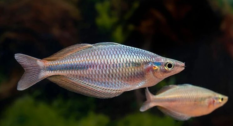 Flossen Freunde 40 Flossen Freunde -Flossen Freunde Screenshot 2025 03 21 155911