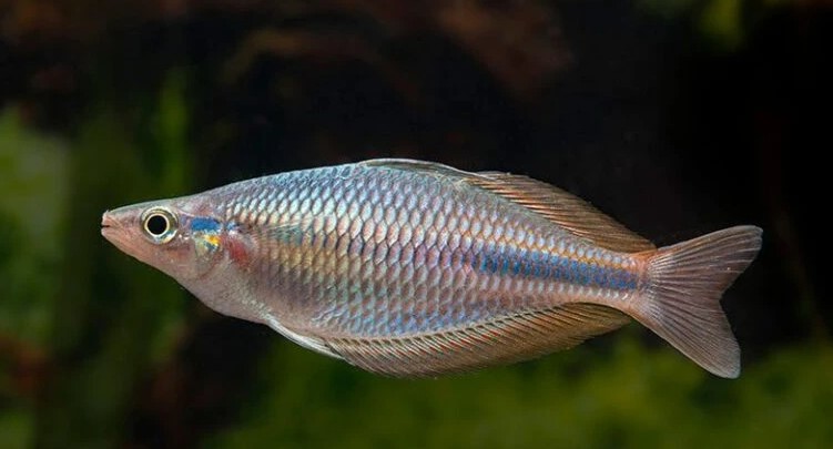 Flossen Freunde 42 Flossen Freunde -Flossen Freunde Screenshot 2025 03 21 155923