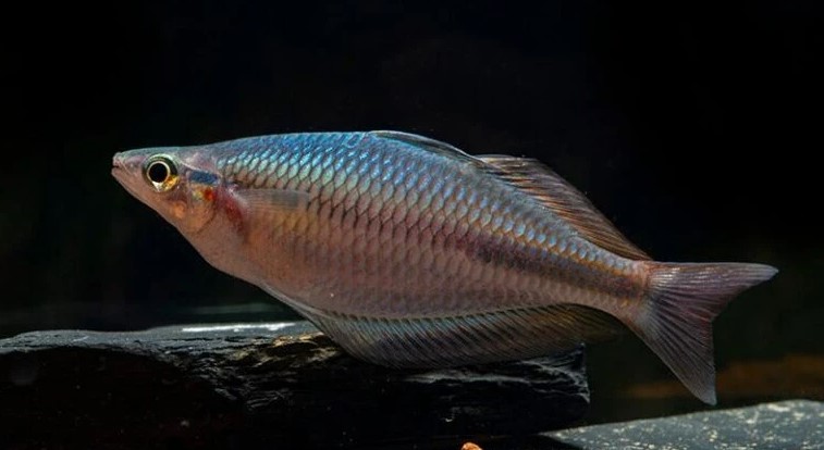 Flossen Freunde 41 Flossen Freunde -Flossen Freunde Screenshot 2025 03 21 155933