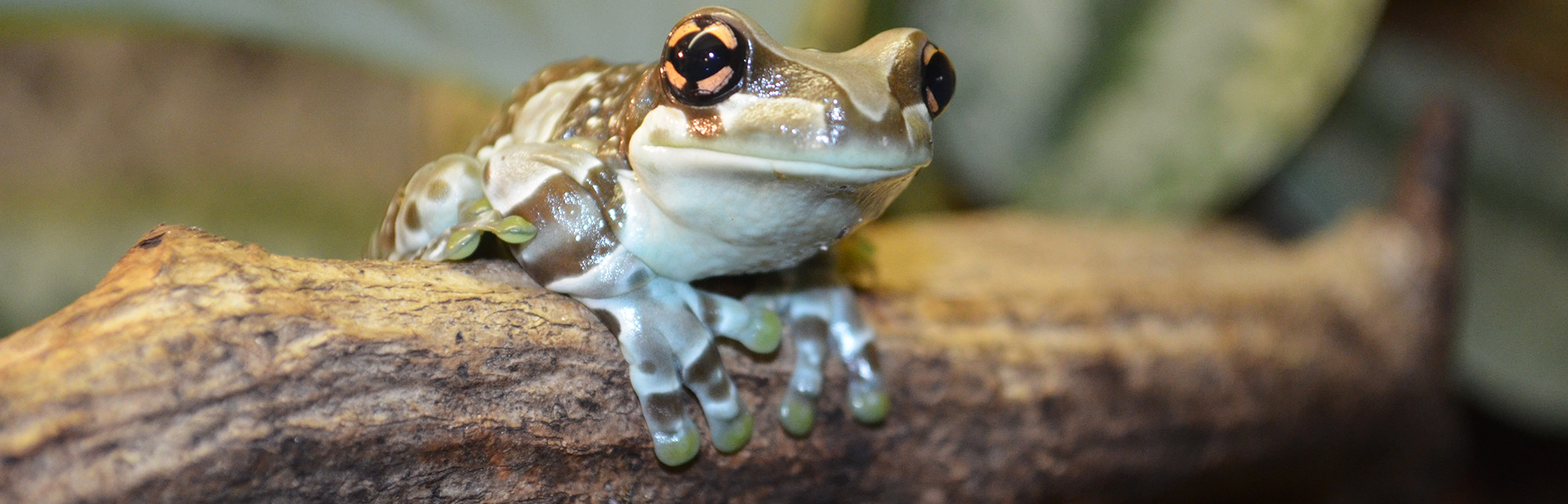 Flossen Freunde 9 Flossen Freunde -Flossen Freunde amphibien