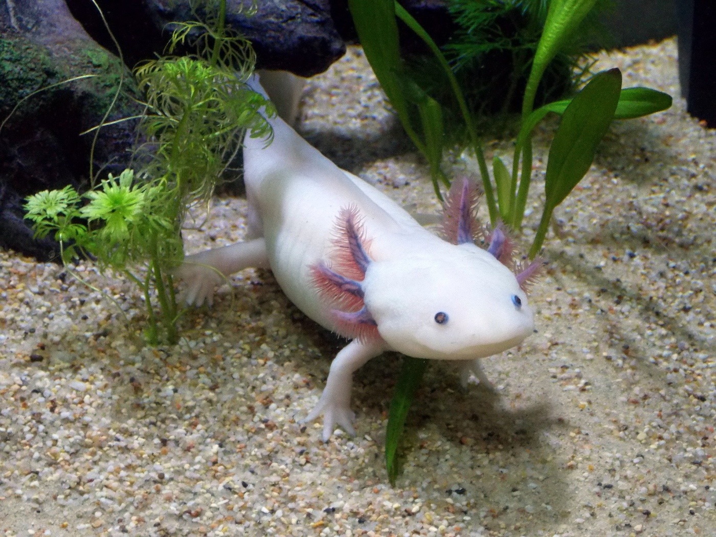 Flossen Freunde 25 Flossen Freunde -Flossen Freunde axolotl ambystoma