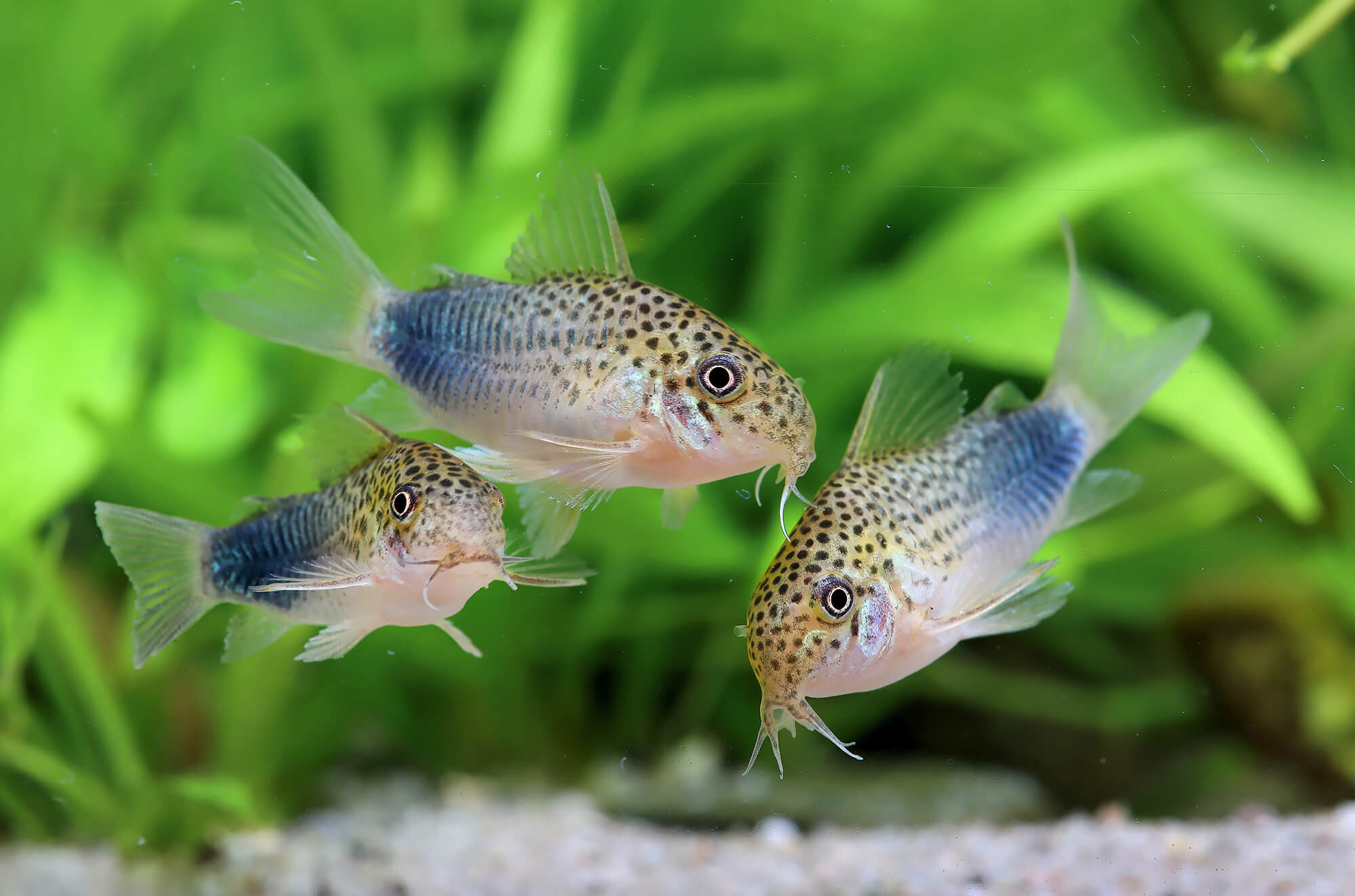 Flossen Freunde 10 Flossen Freunde -Flossen Freunde highlight 24369